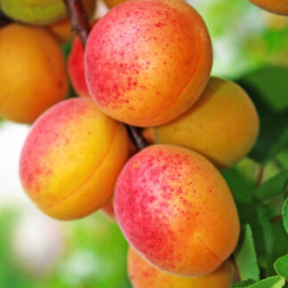 Abricot Orangered