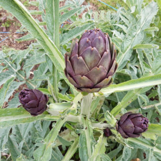 Artichaut petit violet