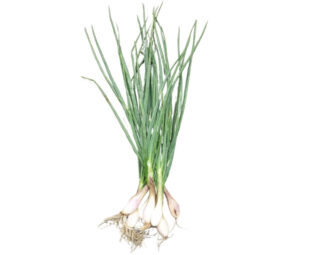 ?chalote fane (la botte)