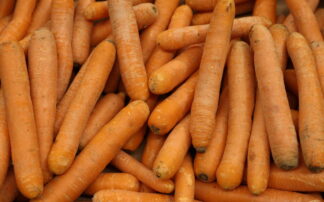 Carotte