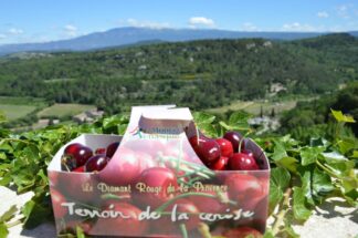 Cerise de Mont de Venasque