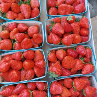 Fraise Clery (barquette 500 Gr)