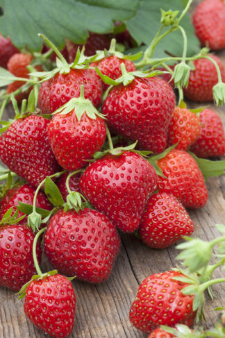 Fraise Mara des Bois (barquette 250 Gr)