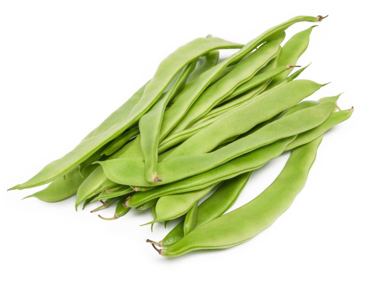 Haricot plat ? Echeleur