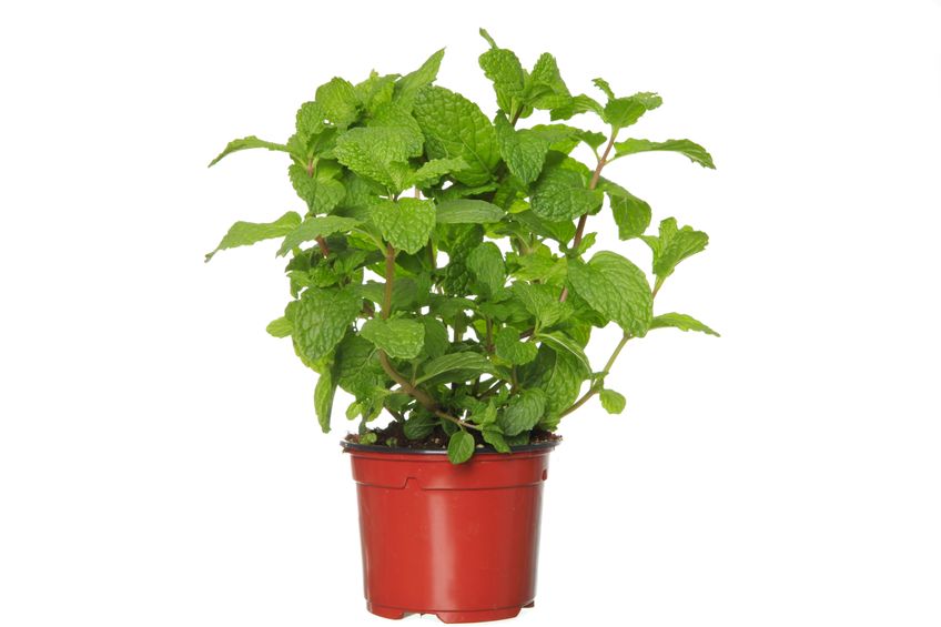 Menthe (pot)