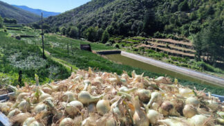 Oignon Saint Andr? des C?vennes