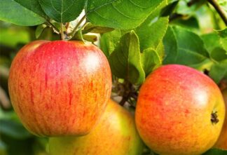 Pomme Reine des Reinettes