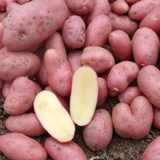 Pomme de terre Ch?rie