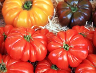 Tomate Marmande
