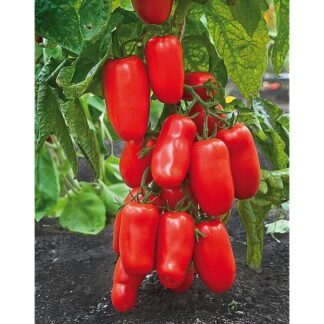 Tomate San Marzano