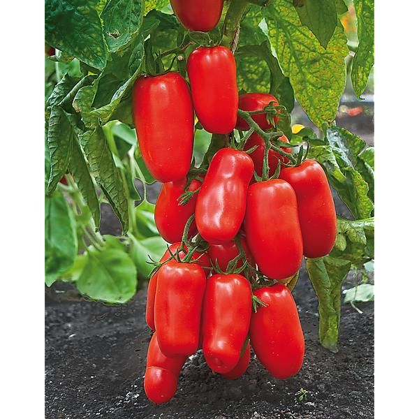 Tomate San Marzano