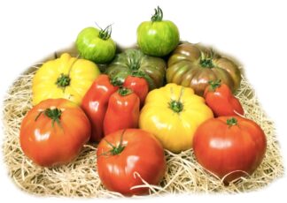 Tomate ancienne d?Espagne