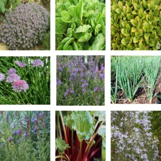Plantes aromatiques