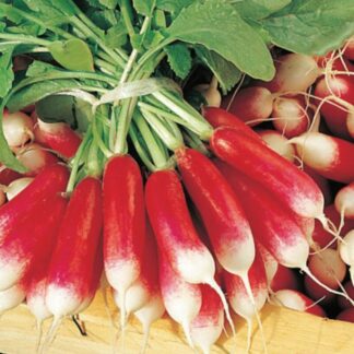 Radis long (botte)