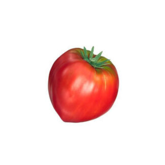 Tomate c?ur de b?uf